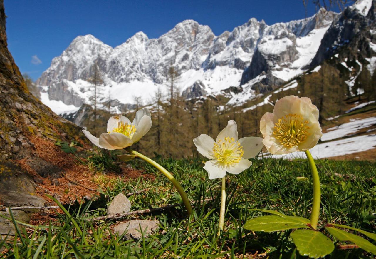 Appartementhaus Finis Ramsau am Dachstein Eksteriør billede